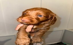 Cockapoo dogs for sale: F1 Cockapoo puppies  - Image 9