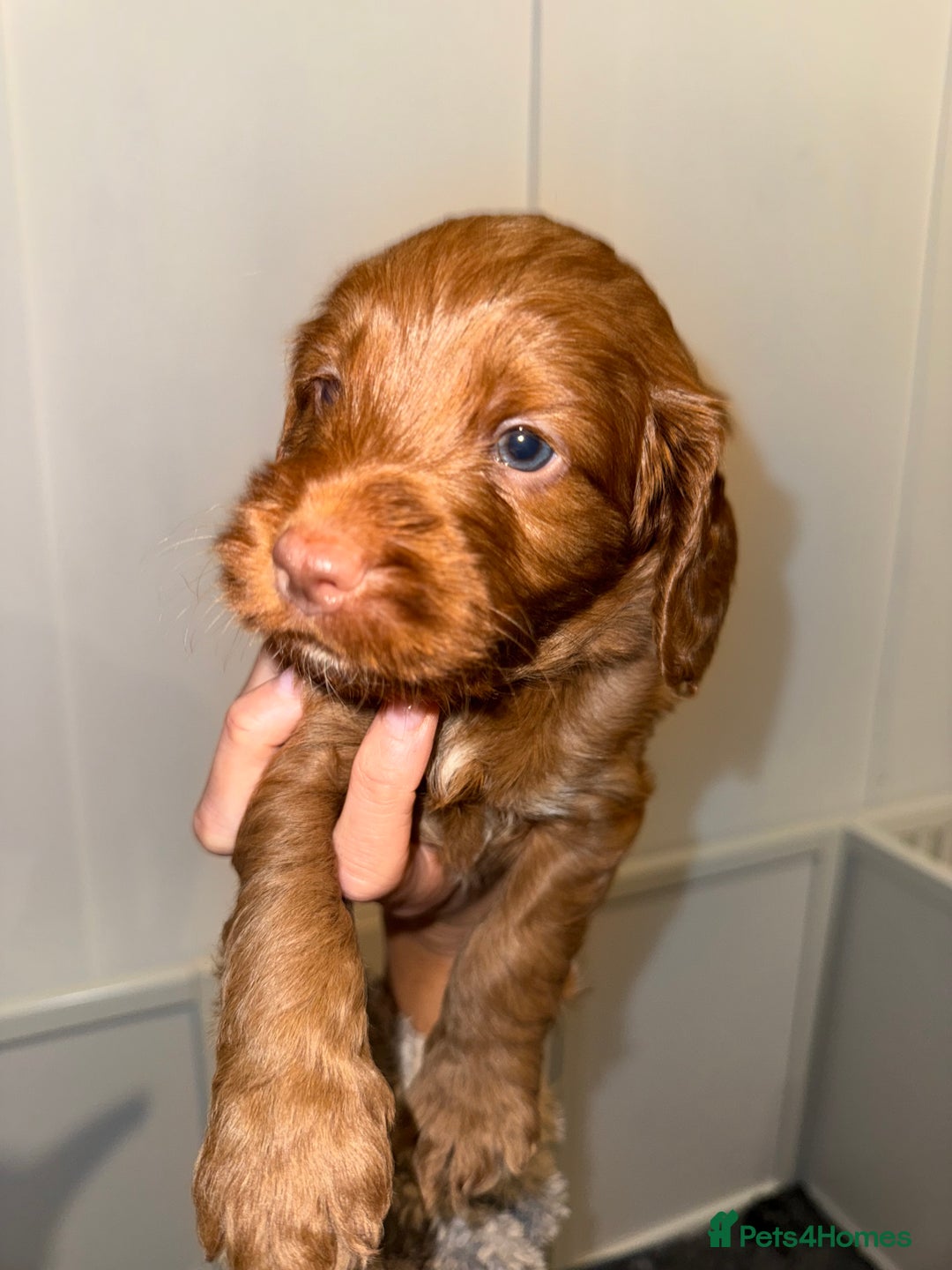 Cockapoo dogs for sale: F1 Cockapoo puppies  - Image 9