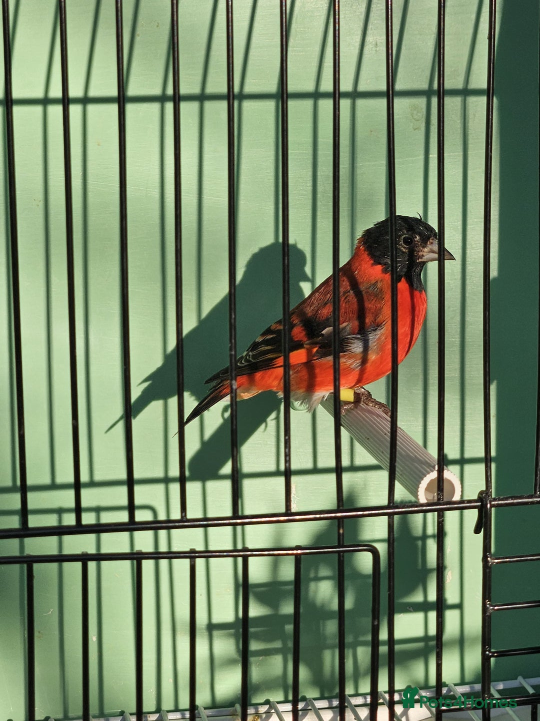 Finches birds for sale: Red Siskin Pair for Sale  - Advert 2