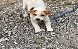 Parson Russell dogs for sale: 2 Female Parsons Jack Russell Terriers 17 months  - Image 7