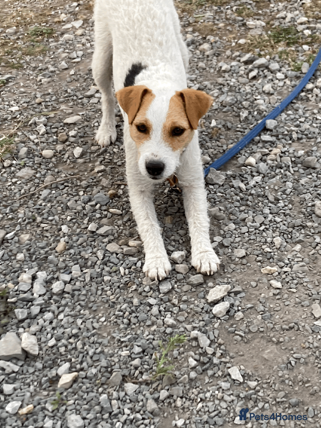 Parson Russell dogs for sale: 2 Female Parsons Jack Russell Terriers 17 months  - Image 7