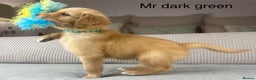 Golden Retriever dogs for sale: KC GOLDENS FROM HIP ELBOW DNA GOOD LINEAGE - Advert 31
