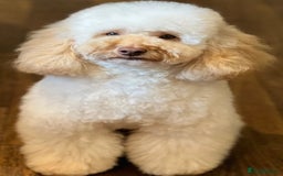 Mixed Breed dogs for sale: Sprockerpoo puppies for sale - Advert 9