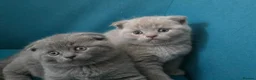 Scottish Fold cats for sale: 3 lovely Scotish Fold kittens  - Advert 11