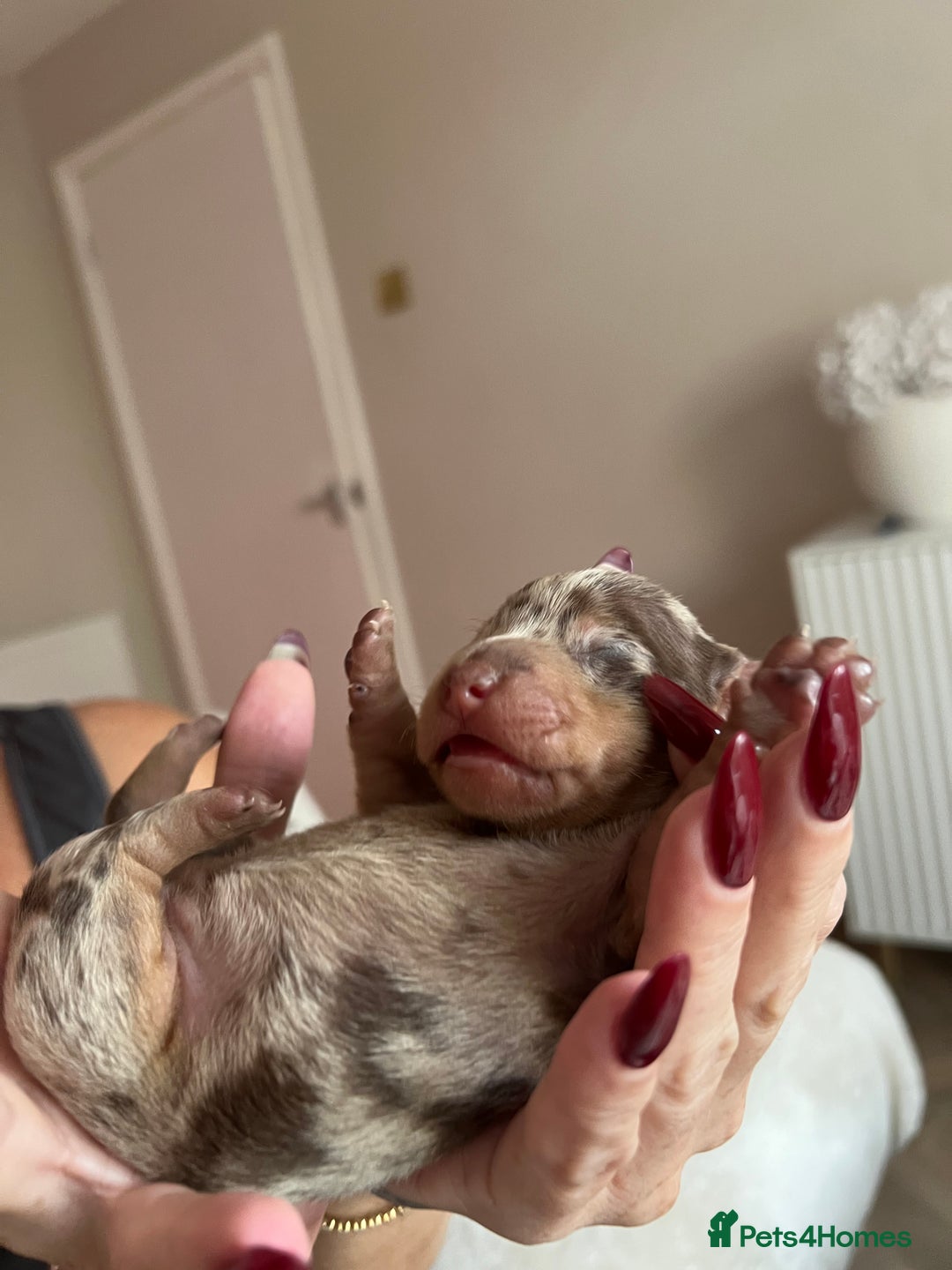 Miniature Dachshund dogs for sale: Beautiful litter of miniature dachshund  - Advert 12