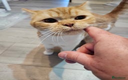 British Shorthair cats for sale: Pedigree ginger & white British short hair female  in Dover - Image 8