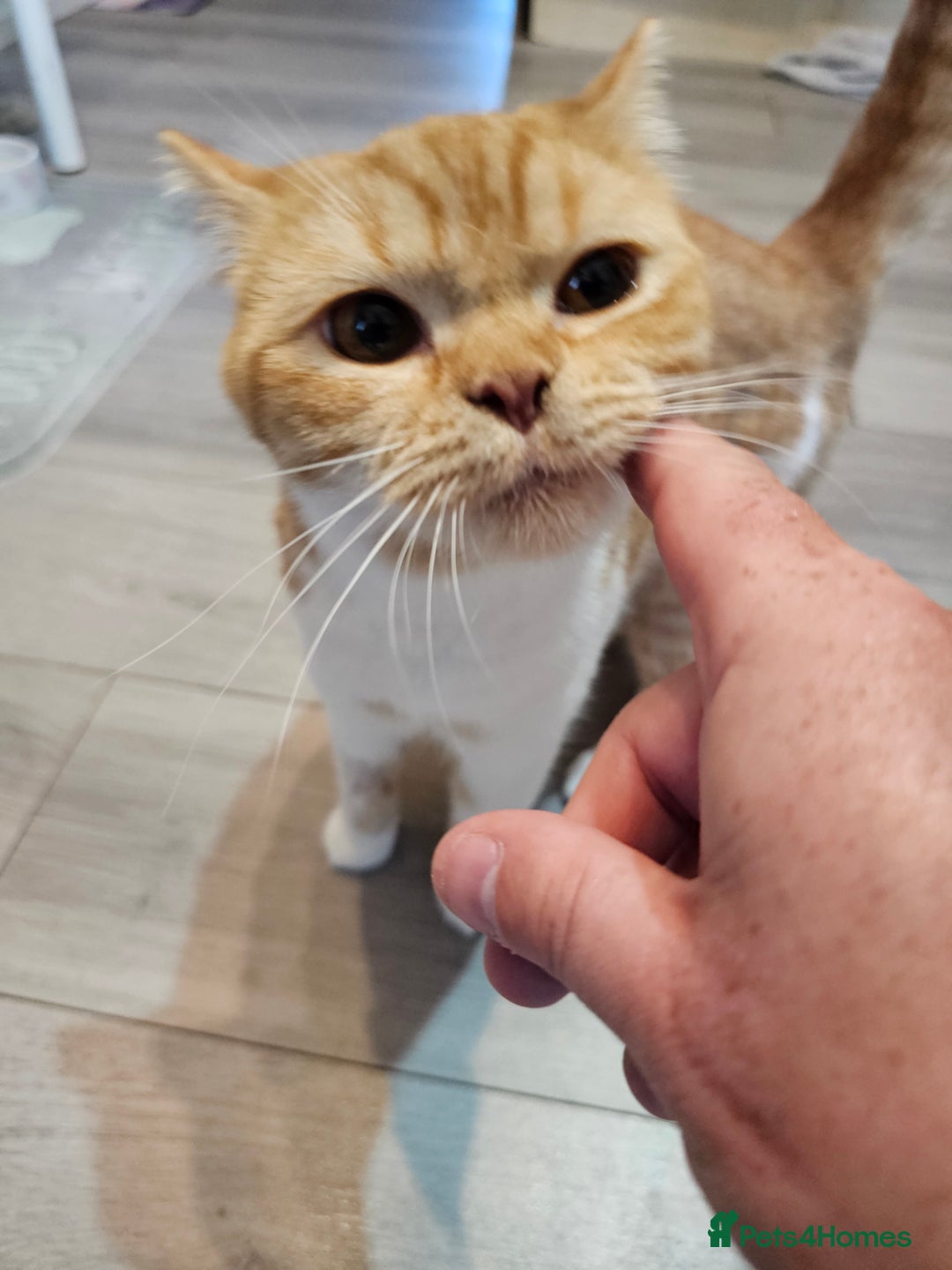 British Shorthair cats for sale: Pedigree ginger & white British short hair female  in Dover - Image 8