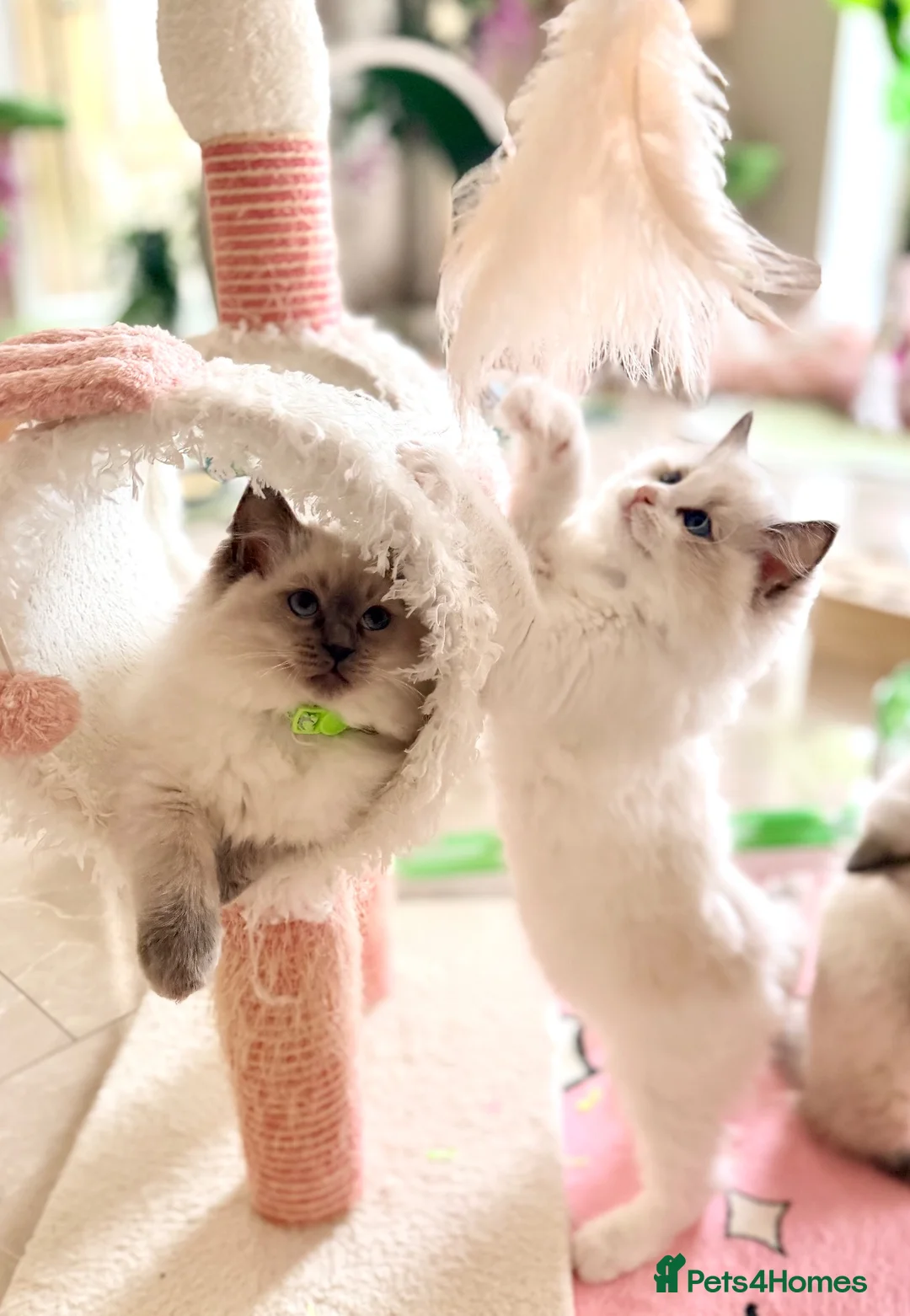 Ragdoll cats for sale: Elite TICA Ragdoll Kittens from Champion Lines  - Advert 1