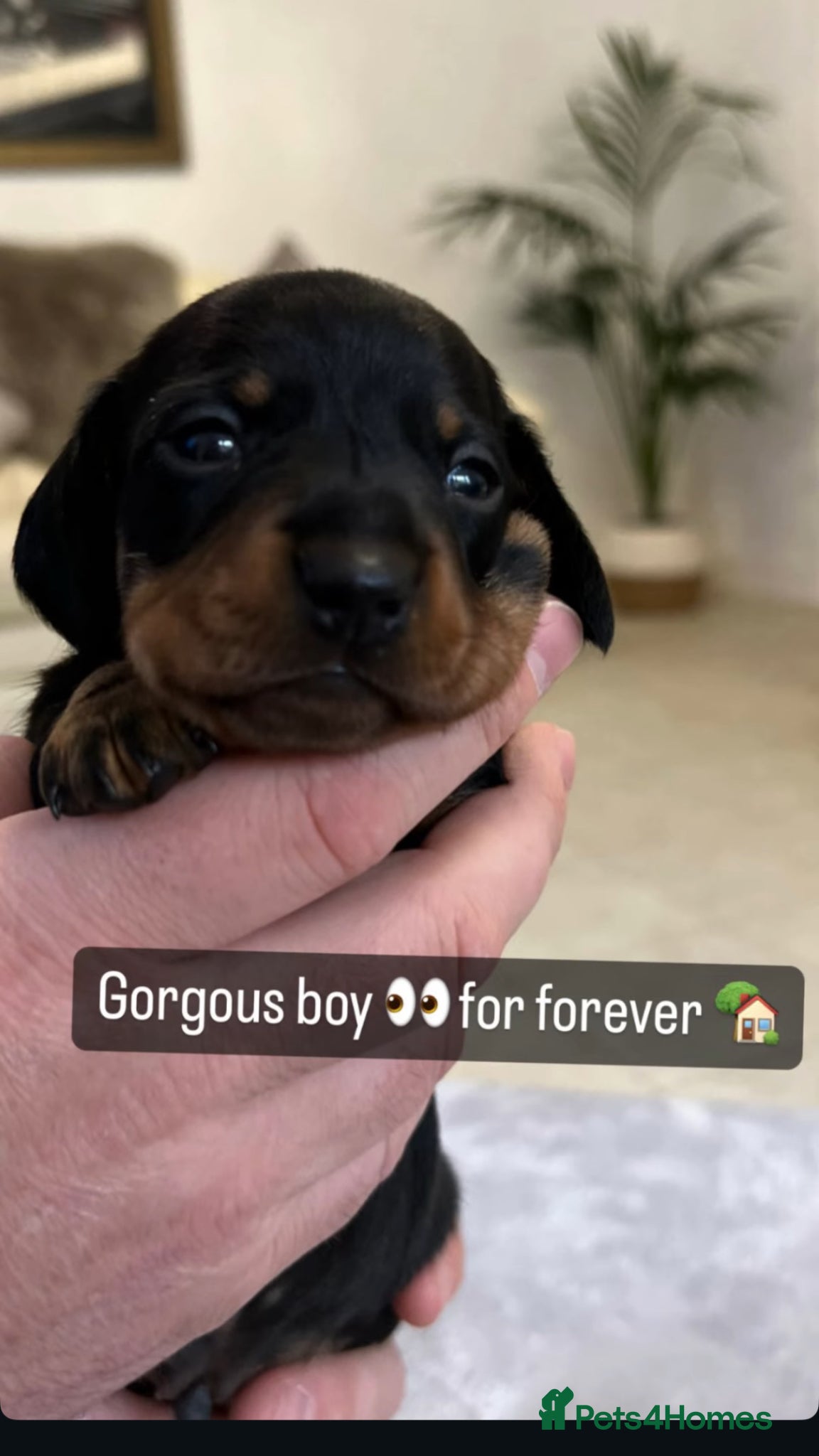 Miniature Dachshund dogs Exceptional Litter Of Smooth Haired Mini Dachshund - Advert 2