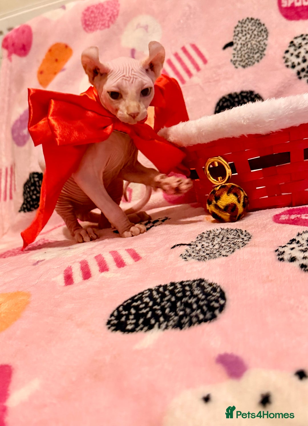 Sphynx cats for sale:  ** ✨ Exquisite Sphynx Kittens  **  - Advert 15