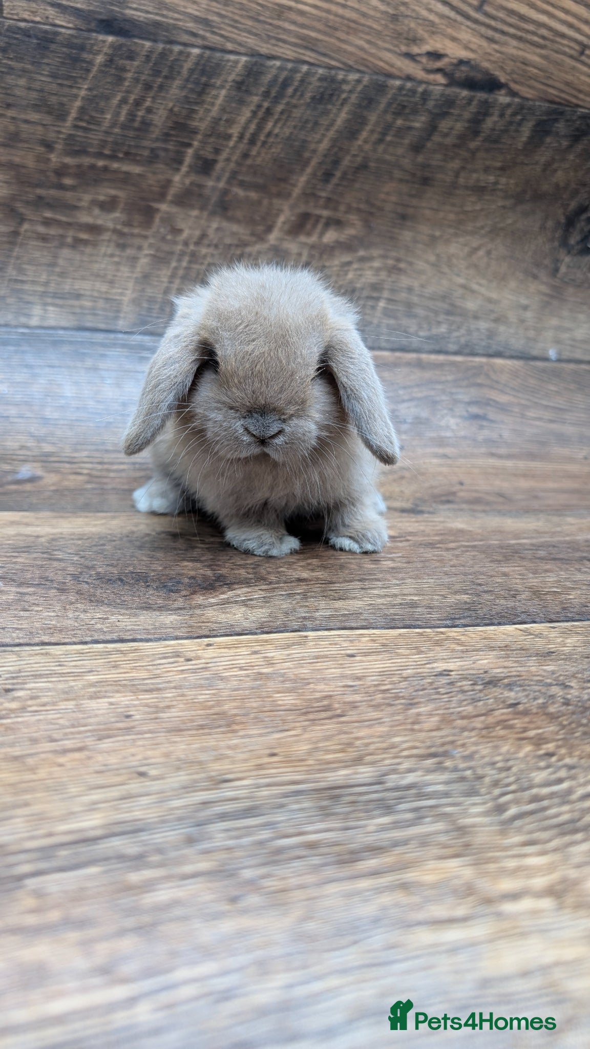 Mini Lop rabbits Mini lops shoe lines - Advert 1