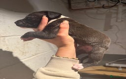 Staffordshire Bull Terrier dogs for sale: Staffordshire bull terrier pups - Image 4