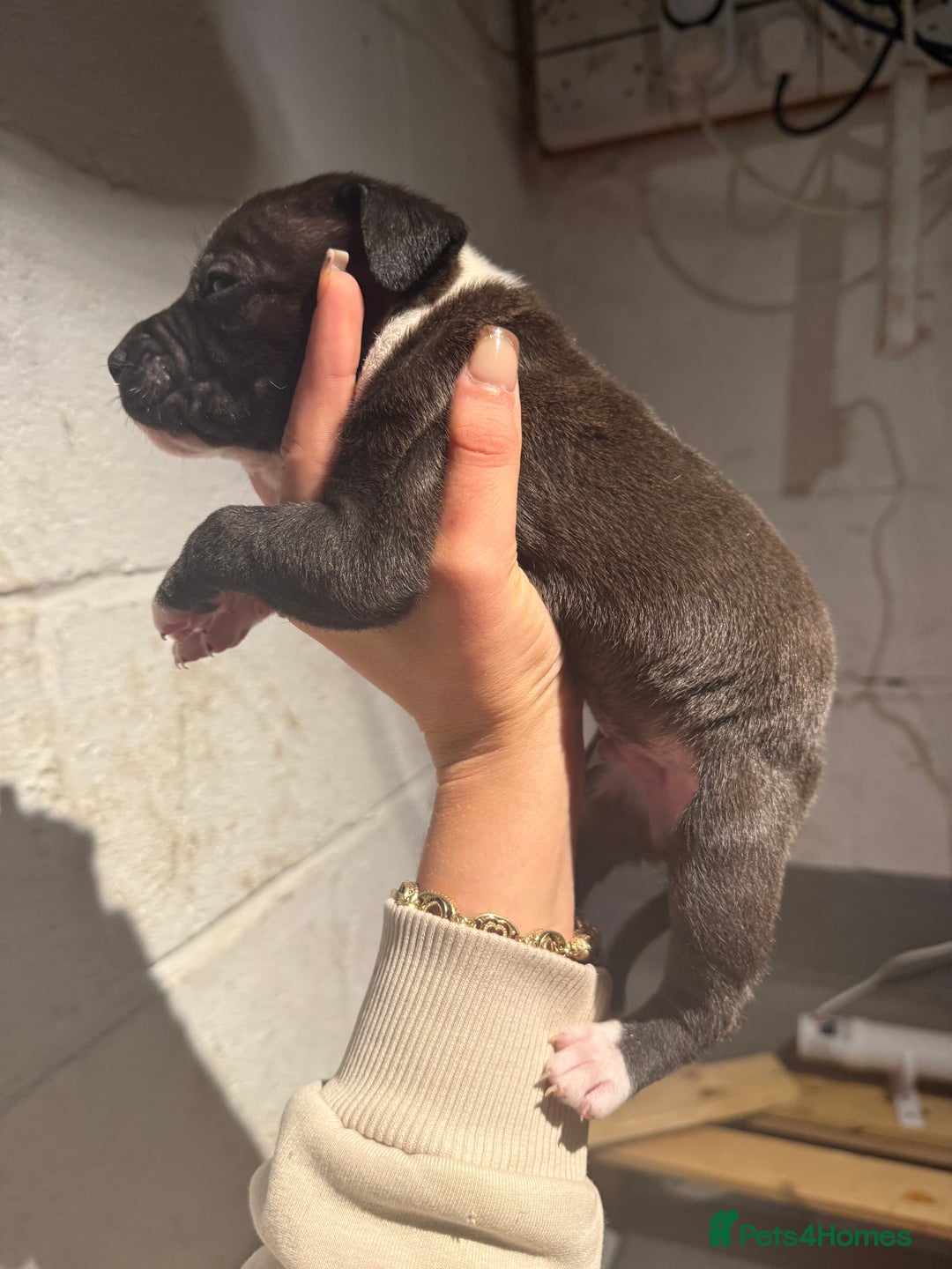 Staffordshire Bull Terrier dogs for sale: Staffordshire bull terrier pups - Image 4