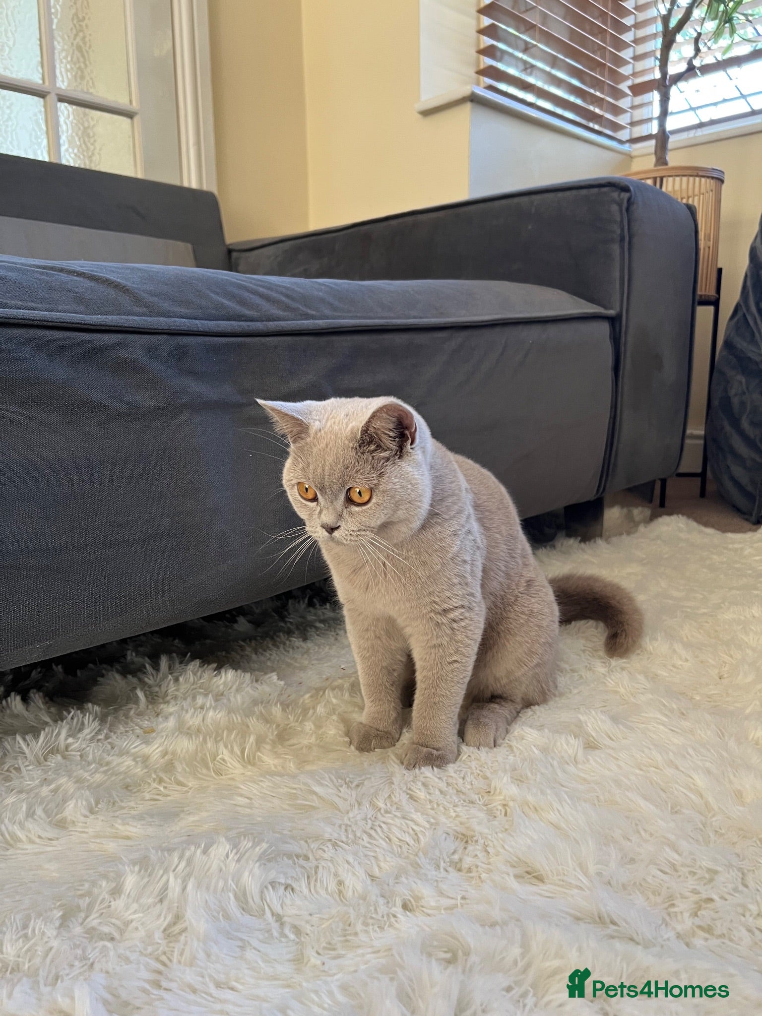 British Shorthair cats Fawn British short hair kitten for sale  - Advert 1