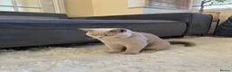 British Shorthair cats for sale: Fawn British short hair kitten for sale  - Advert 1