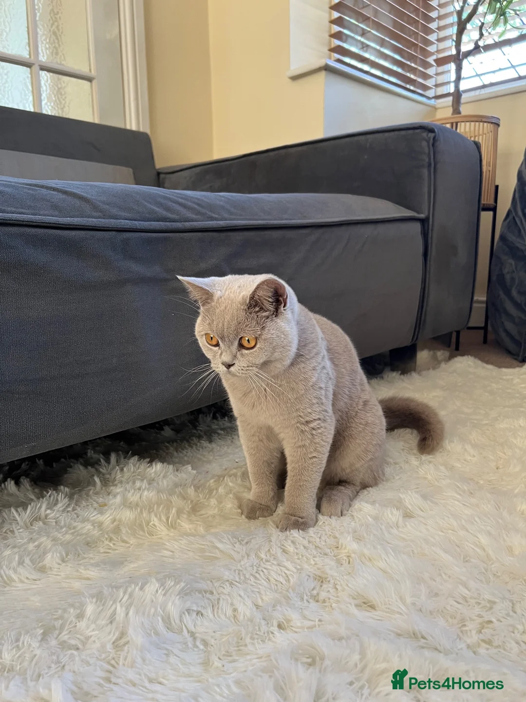 British Shorthair cats for sale: Fawn British short hair kitten for sale  - Advert 1
