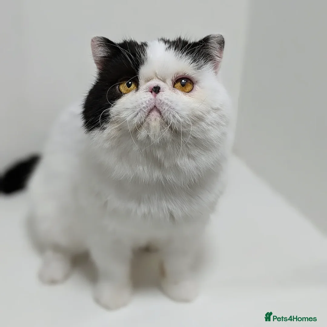 Persian cats for stud: 🧡 Stunning Russian import for stud 🧡 in Tadworth - Advert 4