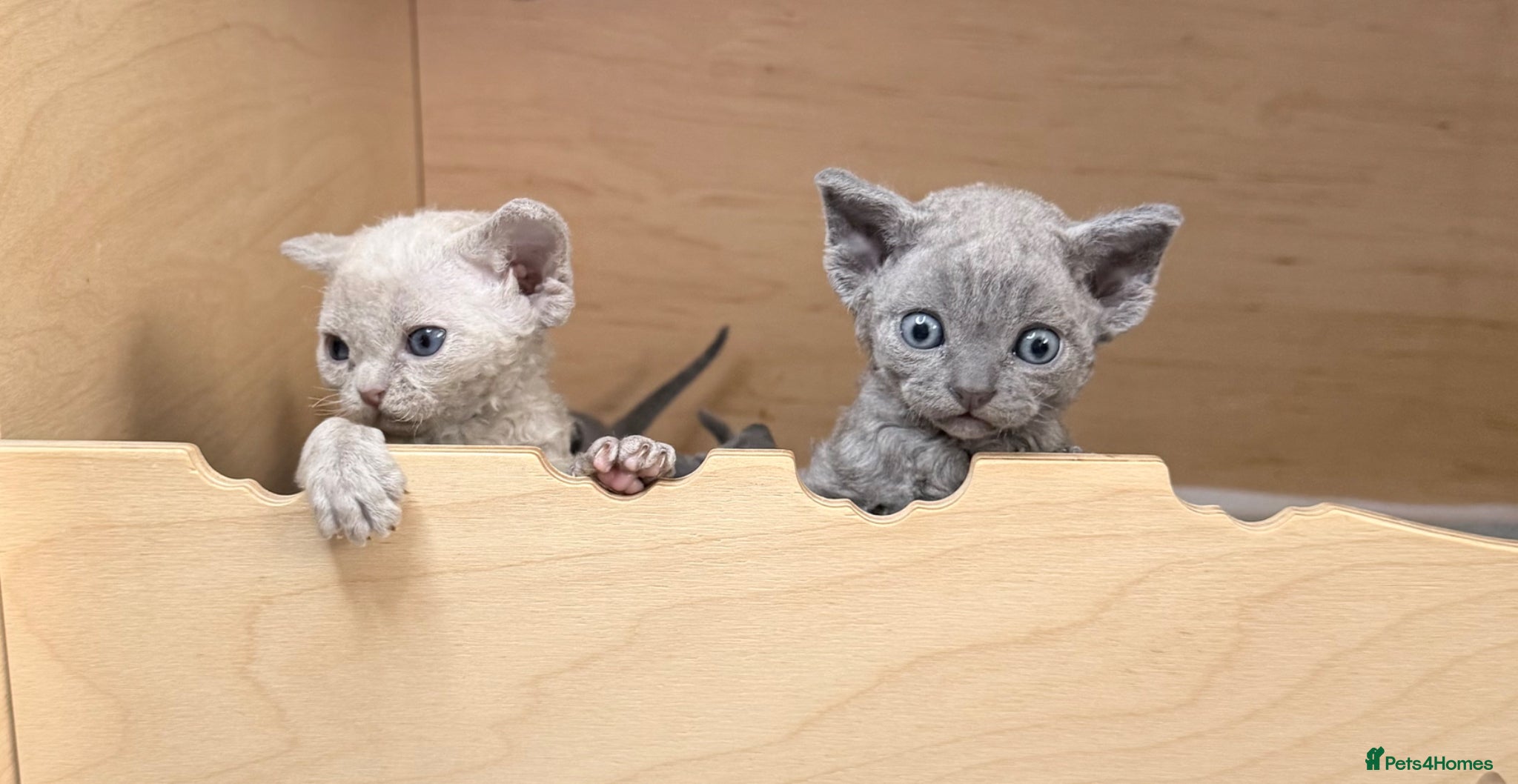 Devon Rex cats Beautiful blue boy and lilac girl!!!!! - Advert 1