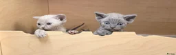 Devon Rex cats for sale: Beautiful blue boy and lilac girl!!!!! - Advert 6