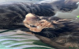 Bengal cats for sale: 2Beautiful kittens Left - Image 5