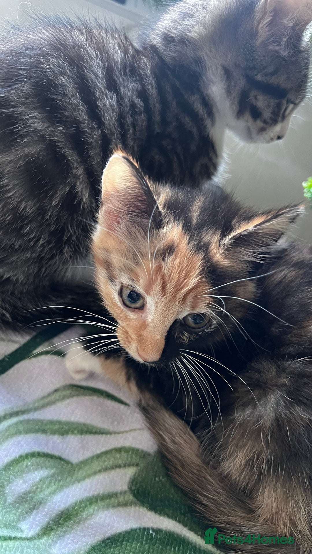 Bengal cats for sale: 2Beautiful kittens Left - Image 5