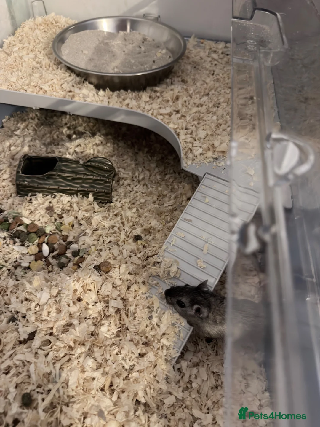 Gerbil rodents for sale: 2 baby sisters - Advert 8