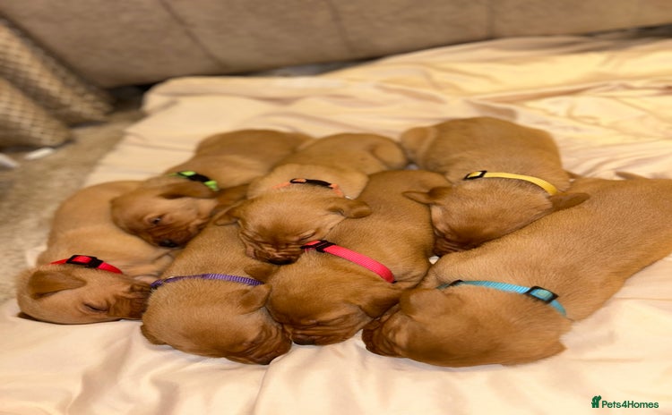 Labrador Retriever dogs - Advert 15