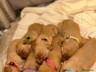 Labrador Retriever dogs - Advert 35