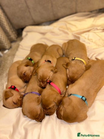 Labrador Retriever dogs - Advert 15