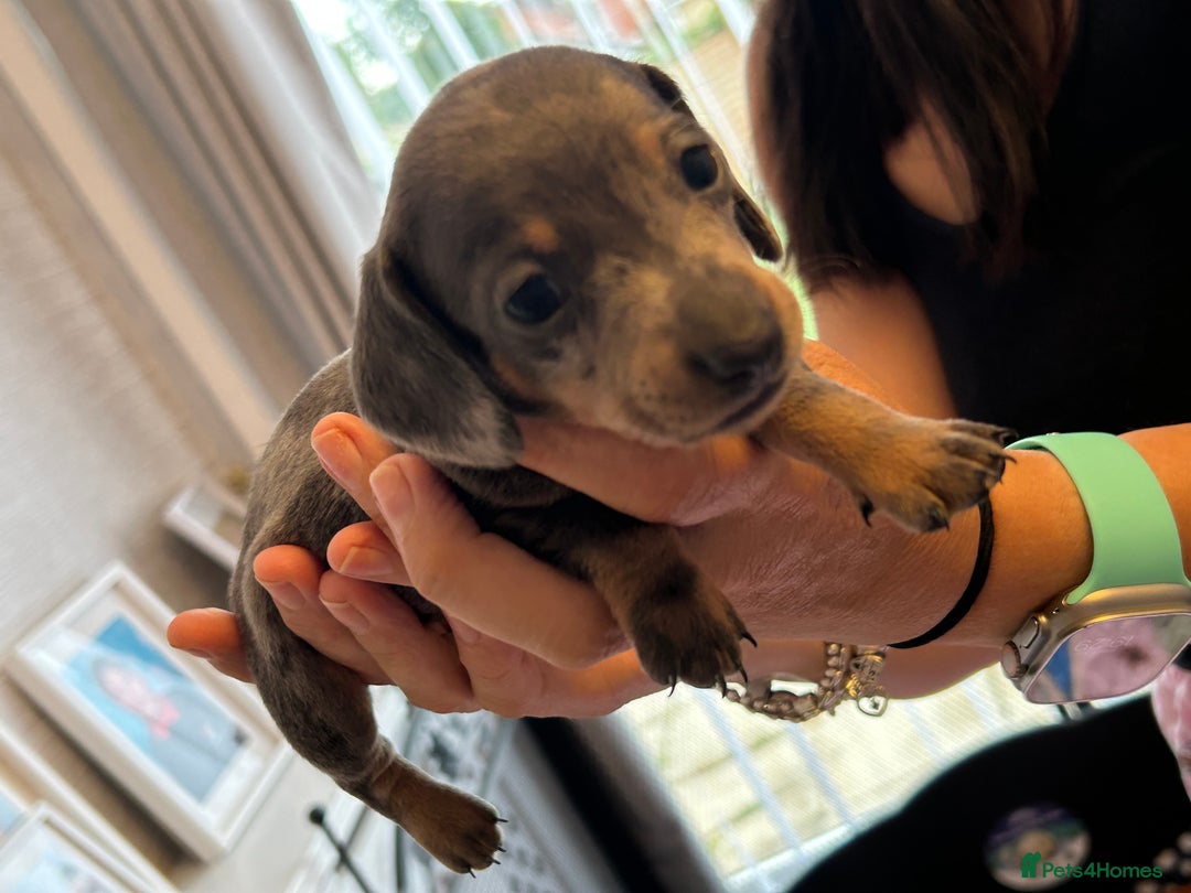 Miniature Dachshund dogs for sale: Six beautiful miniature Dachshunds - Image 22