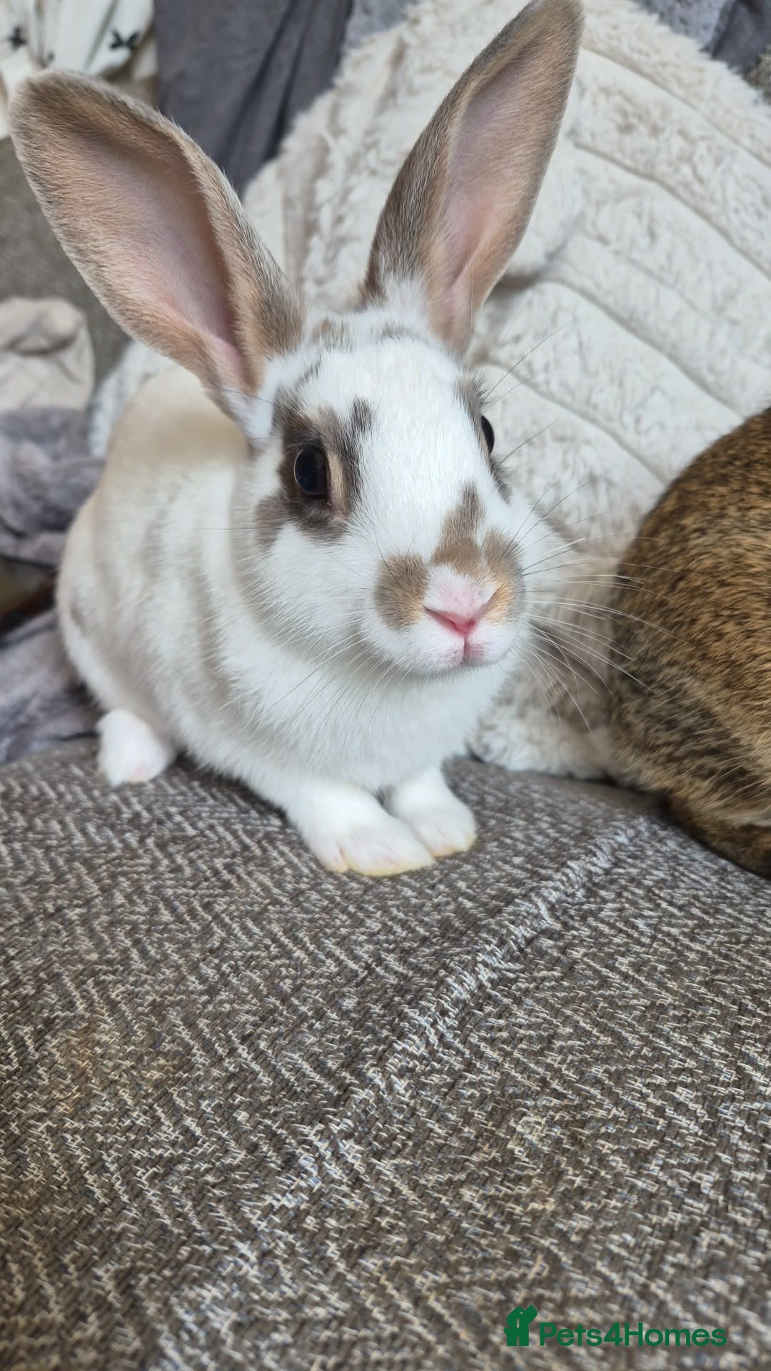 Netherland Dwarf rabbits 2 female Netherlands dawf x Rex  - Advert 1