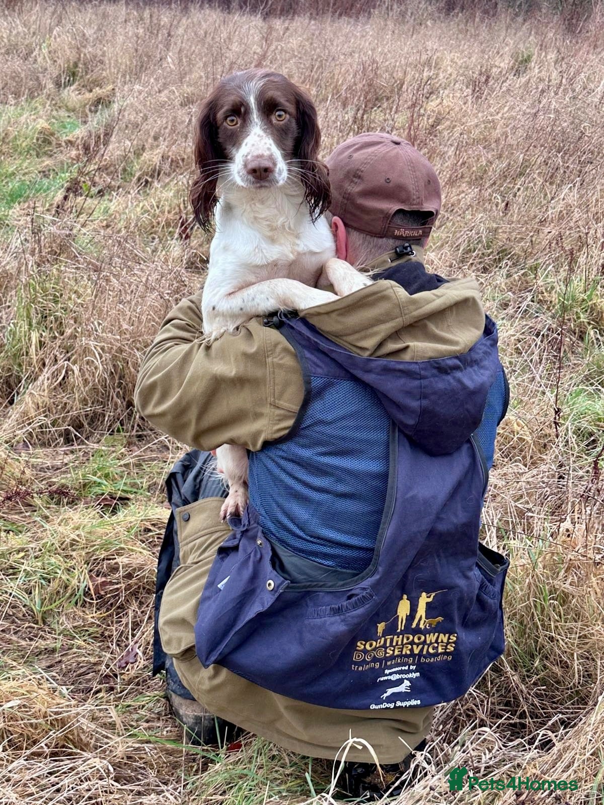 English Springer Spaniel dogs Quality pup available  - Advert 5