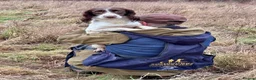 English Springer Spaniel dogs for sale: Quality pup available  - Advert 1