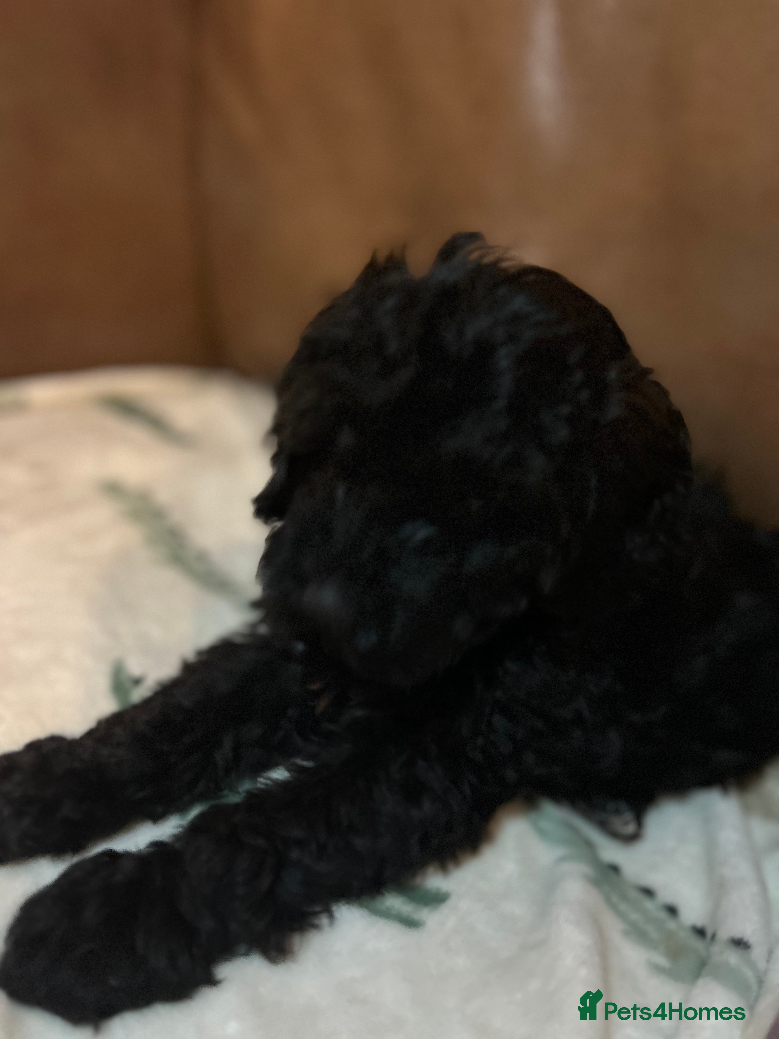 Cockapoo dogs Toy Cockapoo’s  - Advert 14