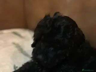 Cockapoo dogs Toy Cockapoo’s - Advert 14