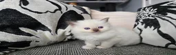 Ragdoll cats for sale: GCCF REGISTERED RAGDOLL KITTENS  - Advert 4