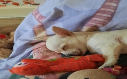 Chihuahua dogs for sale: Lovely chihuahua puppies! - Image 1