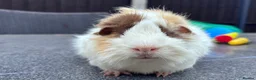 Guinea Pig rodents for sale: Funky Tri boar  - Advert 4