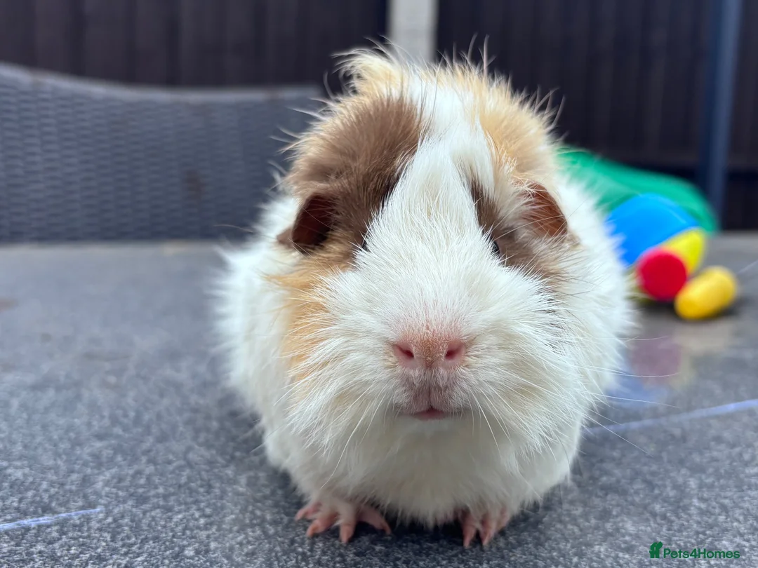 Guinea Pig rodents for sale: Funky Tri boar  - Advert 4