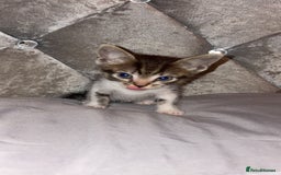 Mixed Breed cats for sale: Female kitten  - Image 2