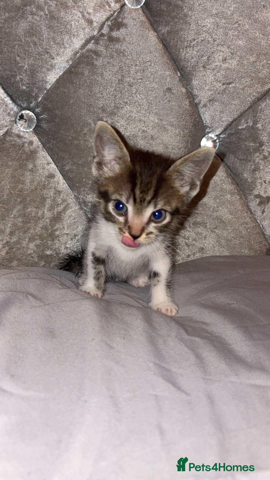 Mixed Breed cats for sale: Female kitten  - Image 2
