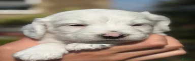 Cockapoo 8