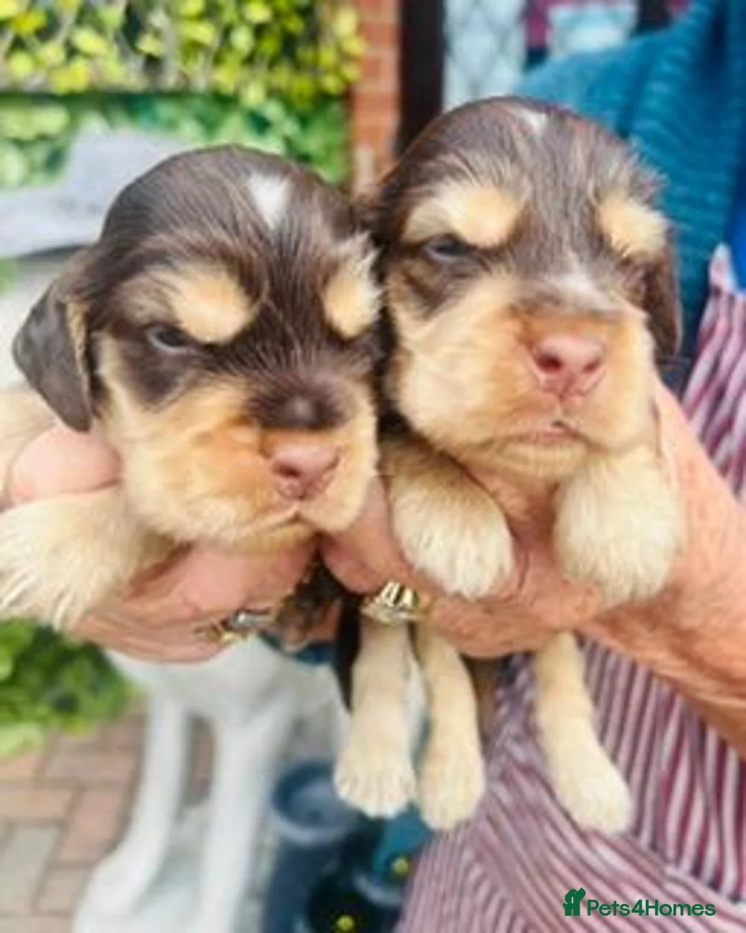 Cocker Spaniel dogs for sale: lyncham cocker spaniels - Advert 6