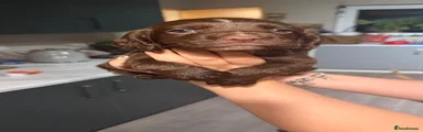 Boy 1