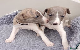 Whippet dogs for sale: Quality KC reg Whippet Puppies - Image 15