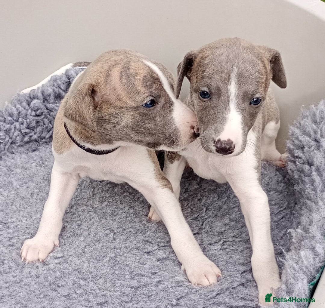 Whippet dogs for sale: Quality KC reg Whippet Puppies - Image 15