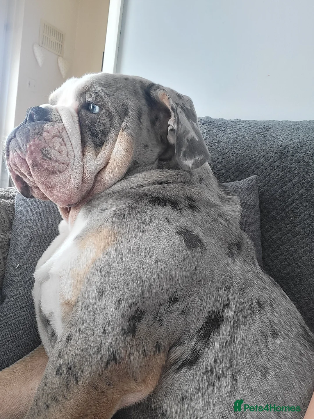 Mixed Breed dogs for sale: Last male Bullador pup  - Advert 3