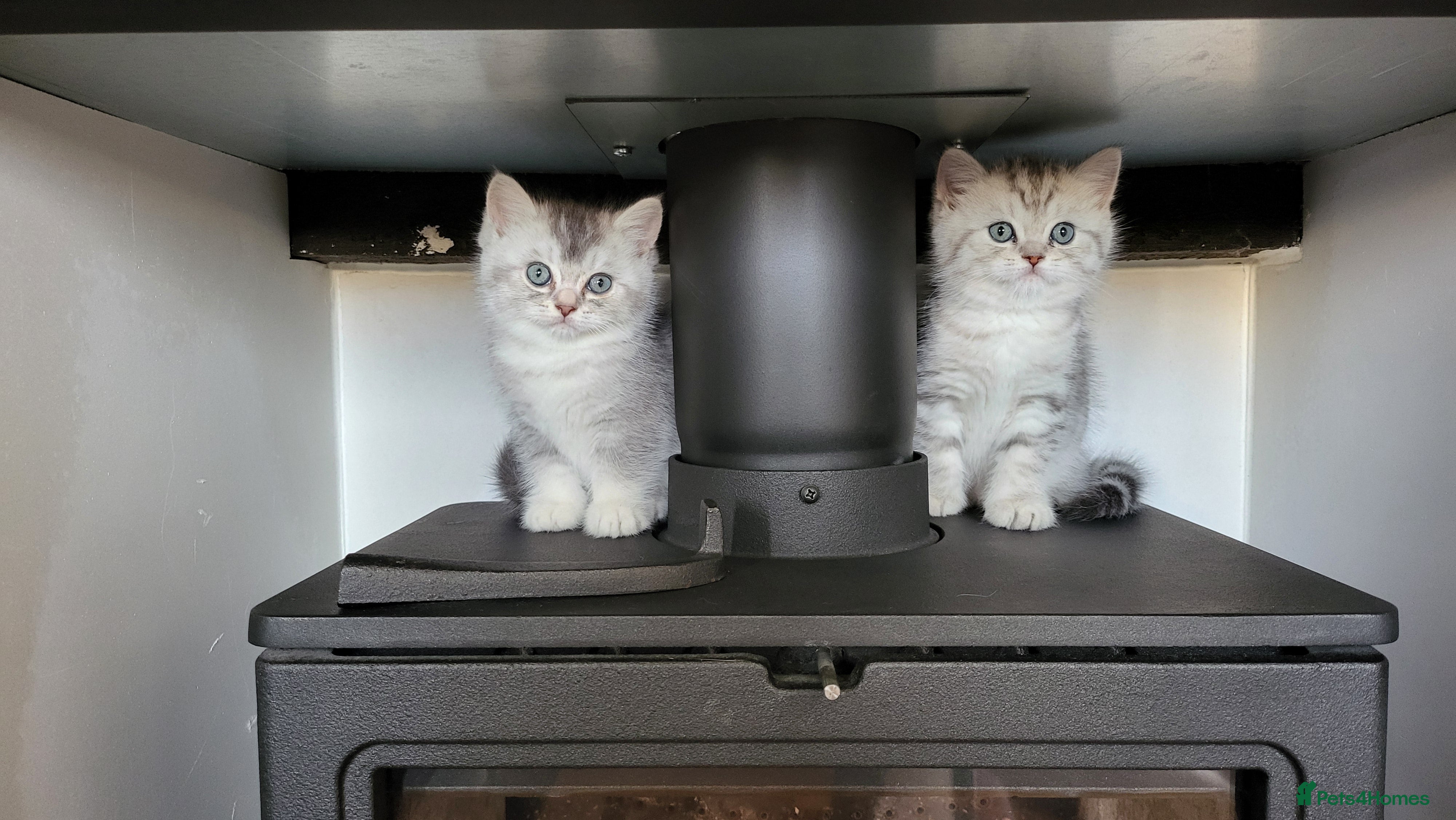 Scottish Fold cats Adorable Scottish fold kittens - Advert 2