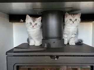 Scottish Fold cats Adorable Scottish fold kittens - Advert 2