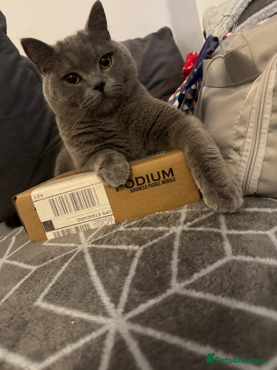 British Shorthair cats for sale: British short hair boy  - Advert 3